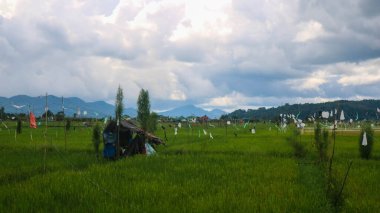 Gökyüzü bulutlu güzel pirinç tarlalarının ortasında bir kulübe.