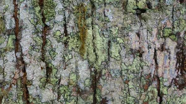 Arkaplan Olarak Ağaç Kabuğu Dokusu — Stok fotoğraf