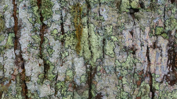 Textura Corteza Árbol Como Fondo —  Fotos de Stock