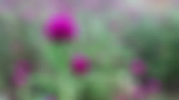 Розмиті Красиві Фіолетові Квіти Саду — стокове фото