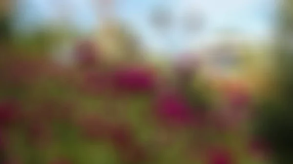 Розмиті Красиві Фіолетові Квіти Саду — стокове фото