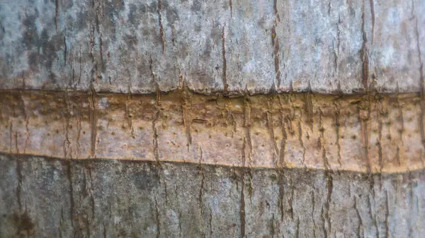 Tekstura Kory Drzewa Jako Tło — Zdjęcie stockowe