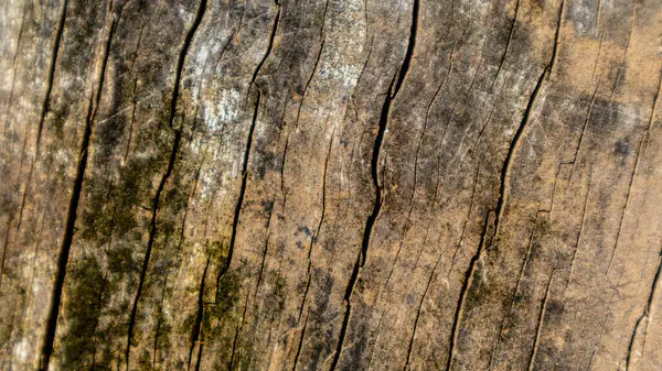 Стара Текстура Дерева Фон — стокове фото