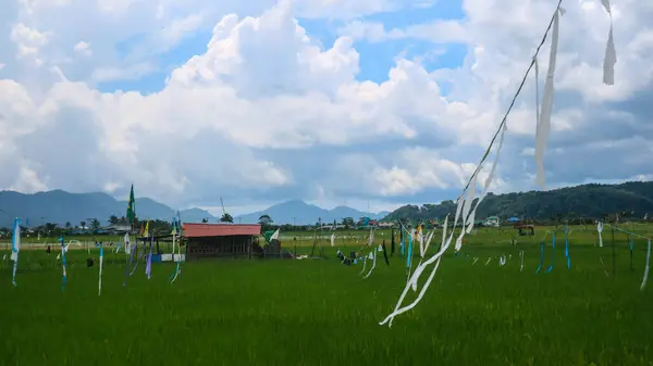 Hütte Inmitten Schöner Reisfelder Mit Bewölktem Himmel — Stockfoto