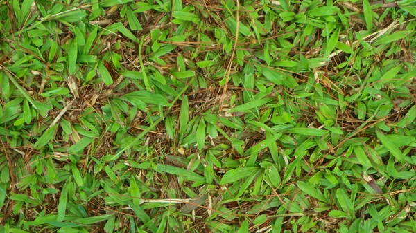 Текстура Зеленої Трави Фон — стокове фото