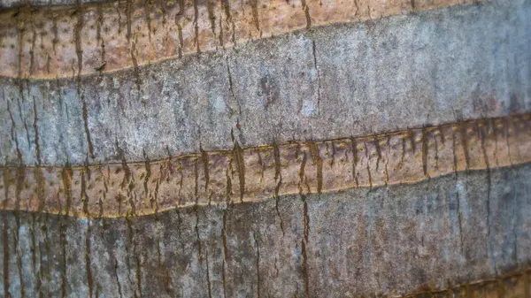 Текстура Коры Дерева Качестве Фона — стоковое фото
