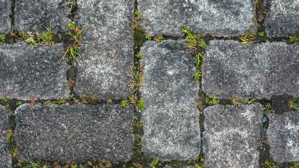 Paving Block Texture Weeds Gaps Background — Stock Photo, Image