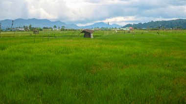 Gökyüzü bulutlu güzel pirinç tarlalarının ortasında bir kulübe.
