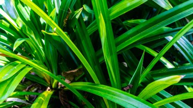 Yeşil arka plan olarak doku bırakır