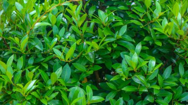 Arka plan olarak güzel yeşil yaprakları