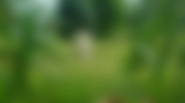 Çiftlikteki çimlerin üzerinde bulanık beyaz inek