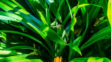 Yeşil arka plan olarak doku bırakır