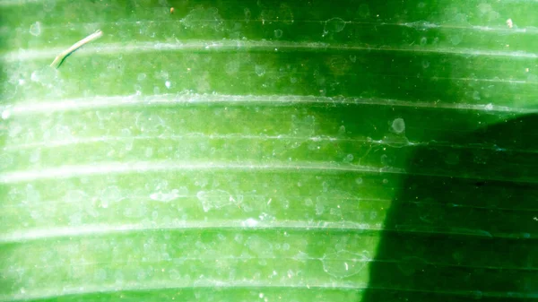 Banana Leaf Texture Background — Stock Photo, Image