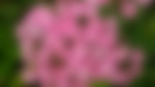Verschwommen Schöne Rosa Jasminblüte Mit Grünen Blättern — Stockfoto