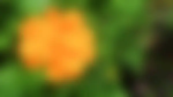 Suddig Vacker Gul Kosmos Svavel Blomma — Stockfoto