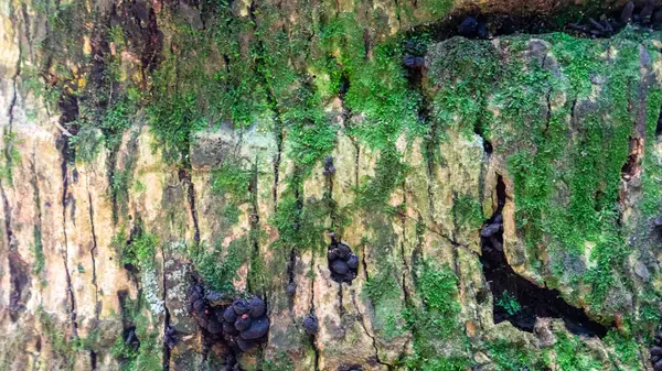 Mossy Bark Struktur Som Bakgrund — Stockfoto