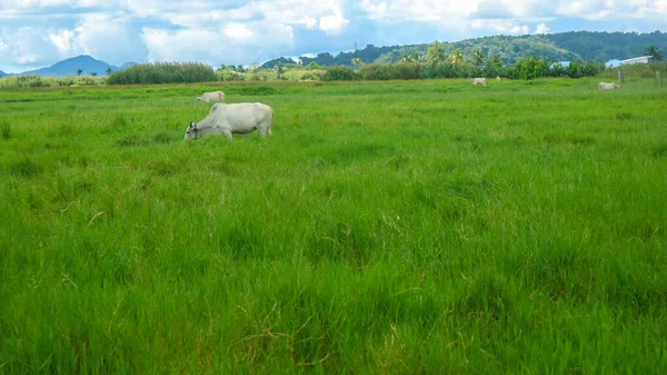 Uma Vaca Que Está Comendo Meio Grama Verde — Fotografia de Stock