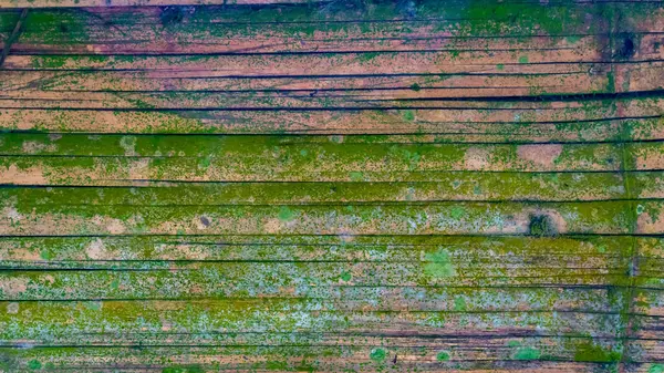 背景为苔藓竹壁质感 — 图库照片
