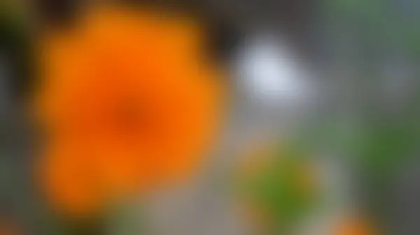 Suddig Vacker Och Fantastisk Svavel Kosmos Apelsin Blomma — Stockfoto
