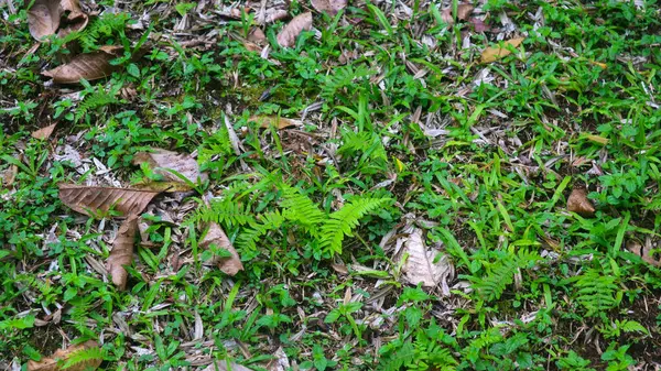 Arka Planda Kuru Yaprakları Olan Güzel Yeşil Çimenler — Stok fotoğraf