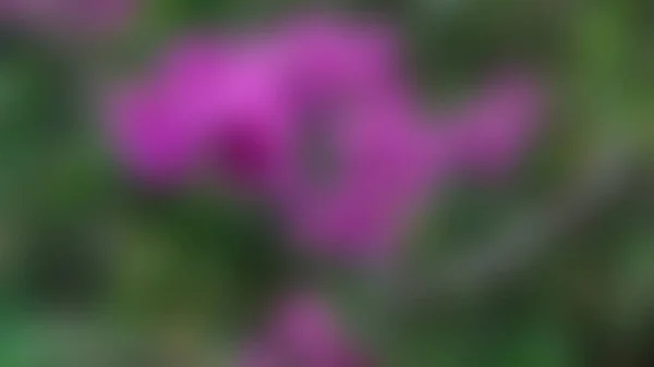 Lutning Suddig Vacker Bougainvillea Blommor Gröna Träd Bakgrund — Stockfoto