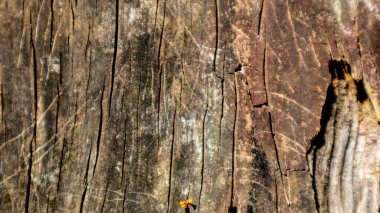 Arkaplan olarak eski ahşap doku