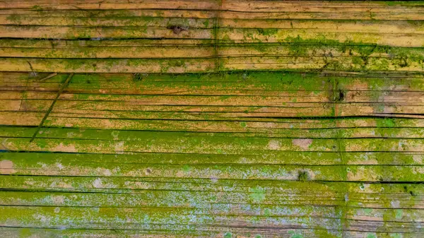 Mossy Bamboo Wall Texture Background — Stock Photo, Image