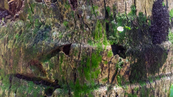 Mossy Bark Texture Background — Stock Photo, Image