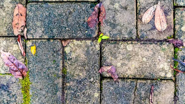 Paving Blocks Dengan Daun Musim Gugur Latar Belakang Stok Foto Bebas Royalti