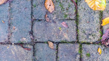 Arkaplanda sonbahar yaprakları olan kaldırım blokları