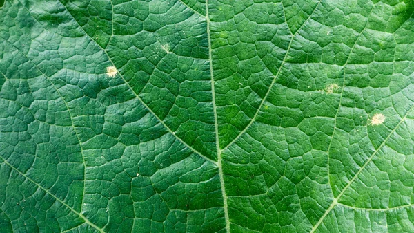 Textura Zelených Listů Jako Pozadí — Stock fotografie
