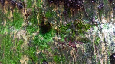 Arkaplan olarak yosun kabuğu dokusu