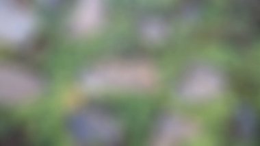 Arka plan olarak bulanık yosunlu taş duvar