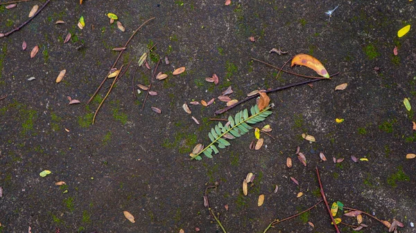 落ち葉のあるモッシーロードテクスチャ — ストック写真