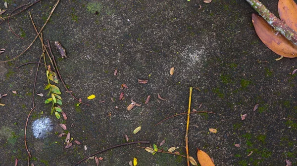 Ткань Моховой Дороги Опавшими Листьями — стоковое фото