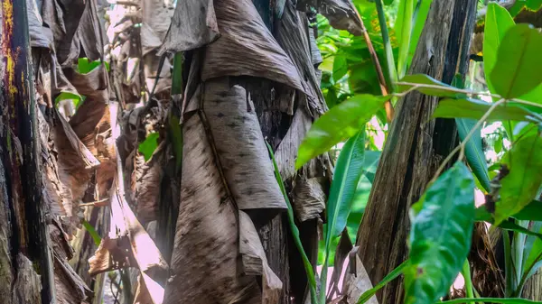 Красивые Банановые Деревья Качестве Фона — стоковое фото