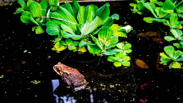 Όμορφος Βάτραχος Στο Νερό — Φωτογραφία Αρχείου