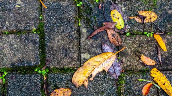 Pflastersteine Mit Herbstlaub Hintergrund — Stockfoto