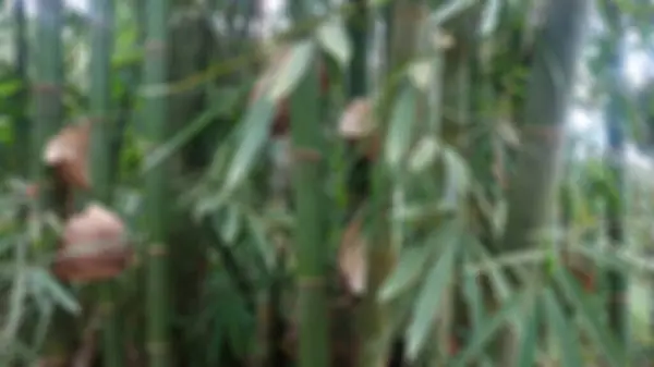 blurred bamboo trees and bamboo leaves as background