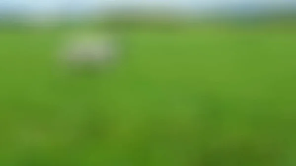 Verschwommene Kühe Mitten Auf Dem Reisfeld — Stockfoto
