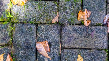 Arkaplanda sonbahar yaprakları olan kaldırım blokları