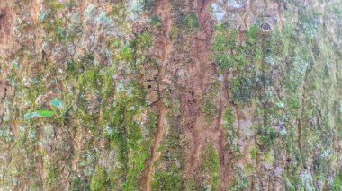 inanılmaz kabuk dokusu arkaplan olarak