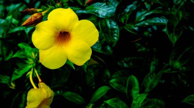 Güzel sarı Allamanda katarka çiçeği