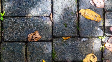 Arkaplanda sonbahar yaprakları olan kaldırım blokları