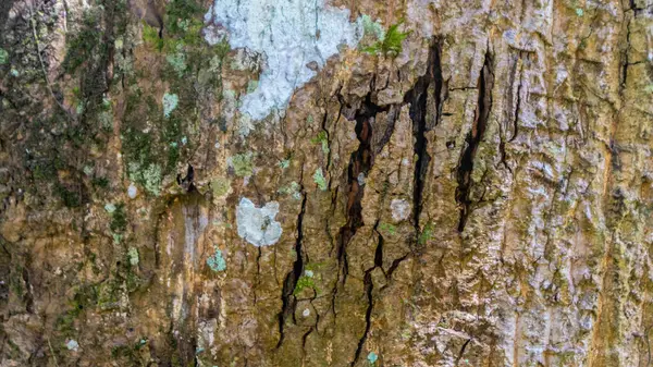 Amazing Bark Texture Background — Stock Photo, Image