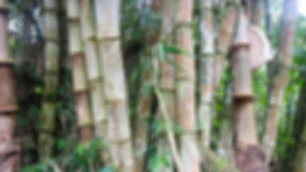 Des Bambous Flous Des Feuilles Bambou Comme Toile Fond — Photo