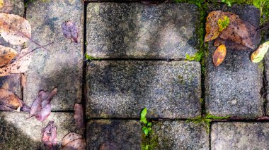 Arkaplanda sonbahar yaprakları olan kaldırım blokları