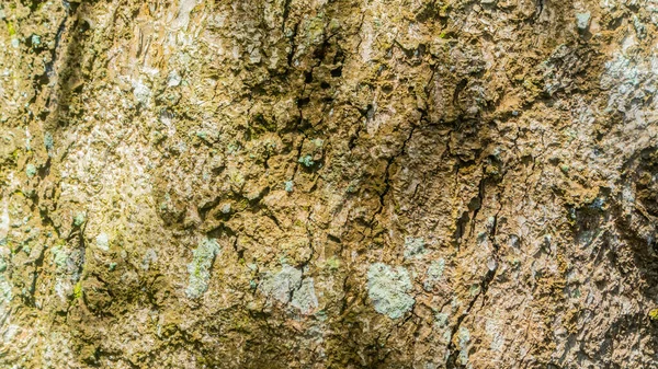 Träd Bark Struktur Som Bakgrund — Stockfoto