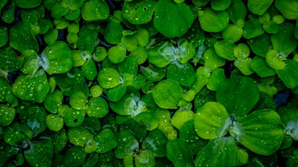 Pistia Stratiotes Rostliny Plovoucí Vodě — Stock fotografie