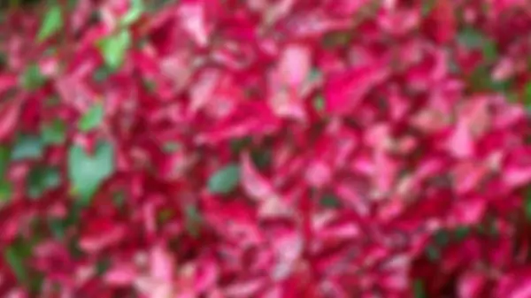 Blurred Beautiful Red Leaves Background — Stock Photo, Image